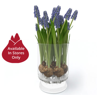muscari