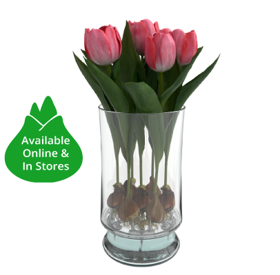 waxed amaryllis