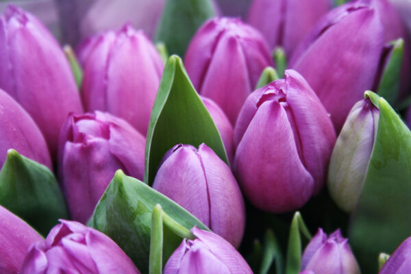 Purple Tulips