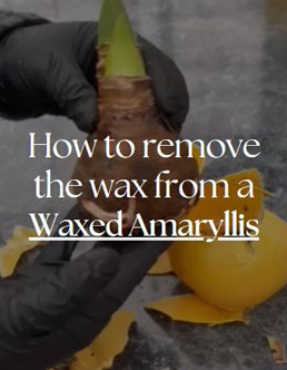 Image of How To Remove The Wax From A Waxed Amaryllis Bulb with a Link to Bloomaker Instagram Reel showing how