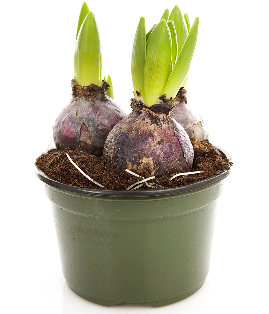 shutterstock 179298101 3 bulbs in green pot