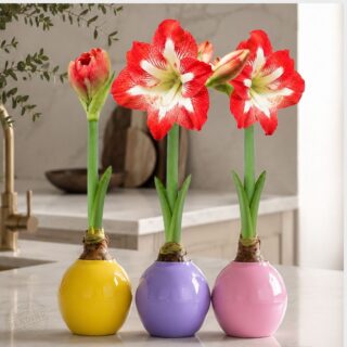 The Bloomaker™ Amaryllis Ball - Mixed