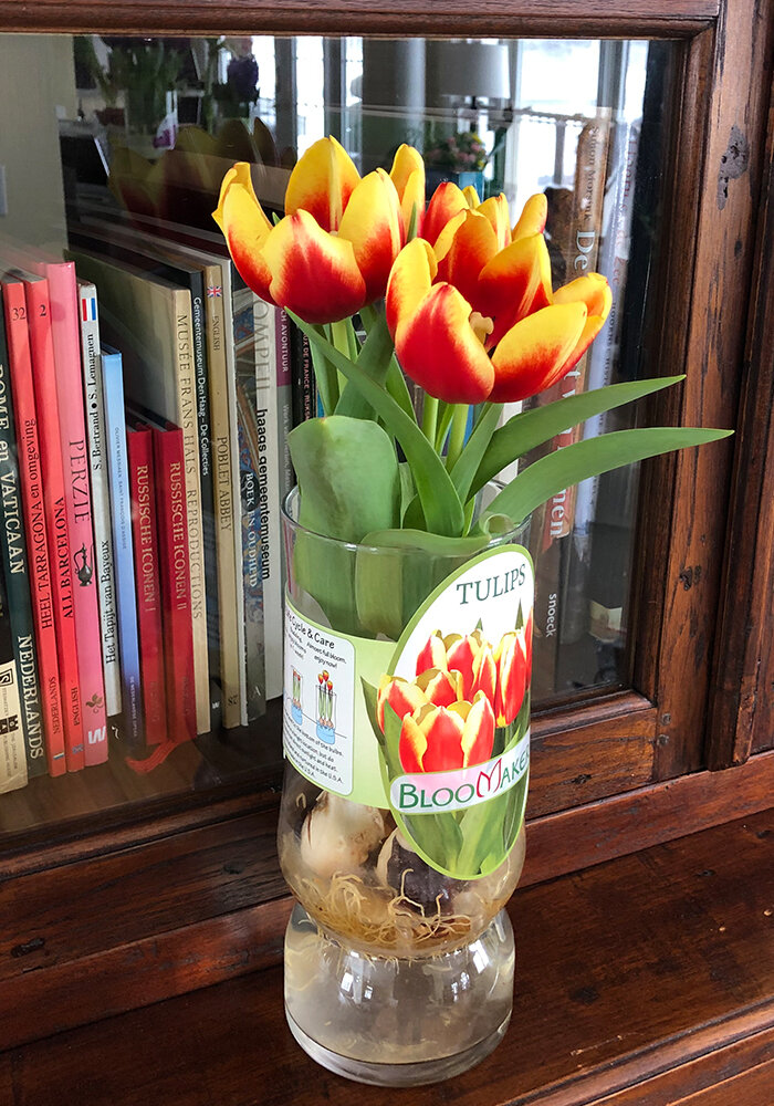 Product Gallery 26 Tulips in Bloomaker Vase
