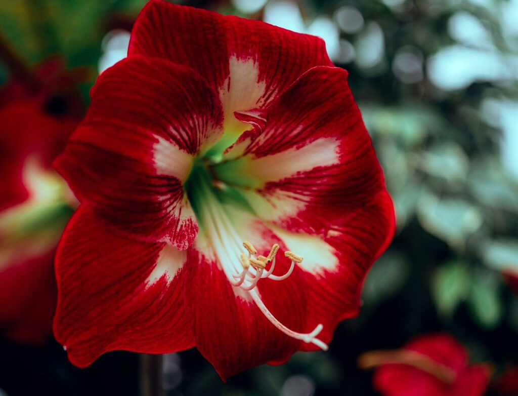 Amaryllis Bulbs: Our Top 5 Gardening Tips 1 unsplash image xNRQKQDjyMs