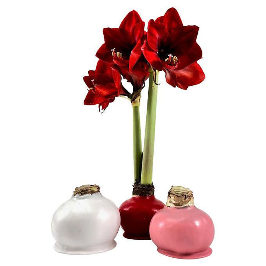 Bloomaker’s Valentine's Day Wax Amaryllis Trio