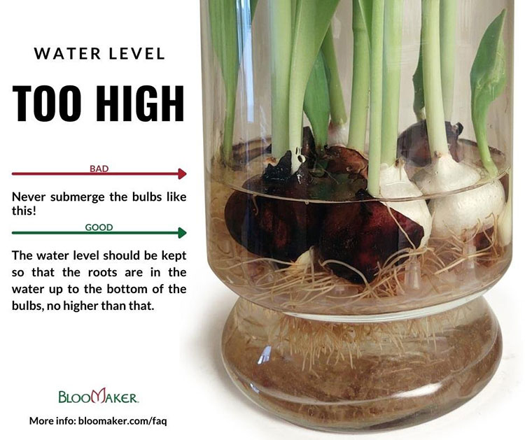 too high water level for tulip bulbs