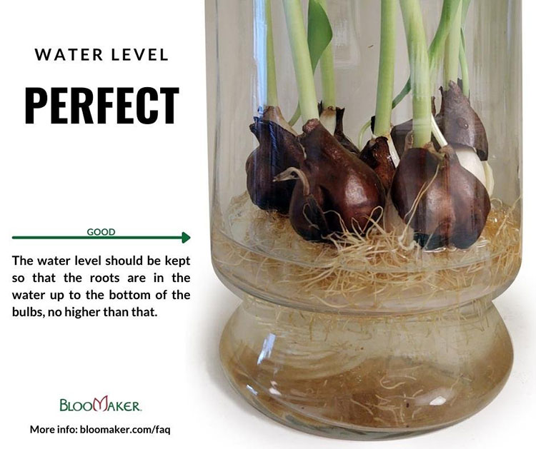 perfect water level for tulip bulbs