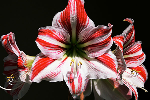 waxed amaryllis body image 1