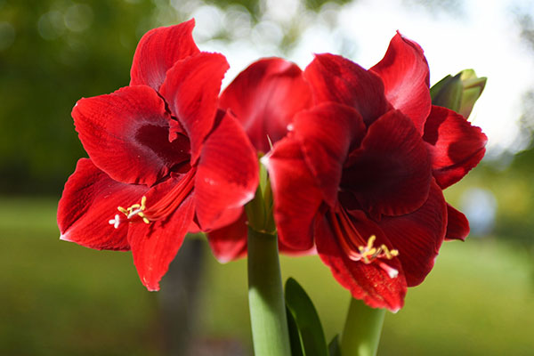 waxed amaryllis body image 2