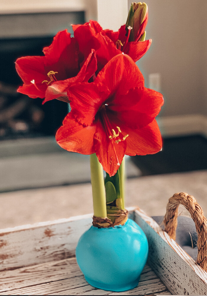 Product Gallery 42 waxed bloomaker amaryllys