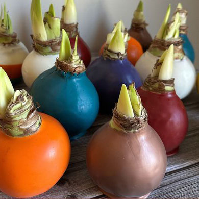 waxed bulbs square